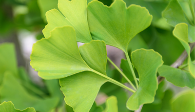Extracto de Ginkgo Biloba
