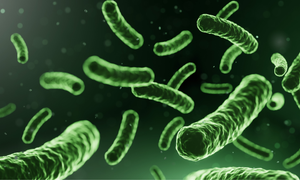 Lacticaseibacillus paracasei MLB1
