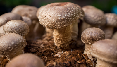 Shiitake