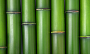 Extracto de Bambú