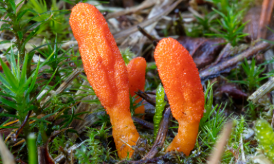 Cordyceps Sinensis