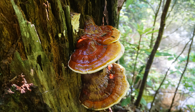 Reishi