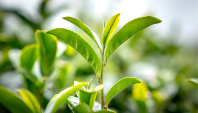 Extracto de Té Verde (L-Teanina)